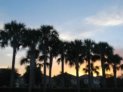 Palm trees in community of Parkland, Florida